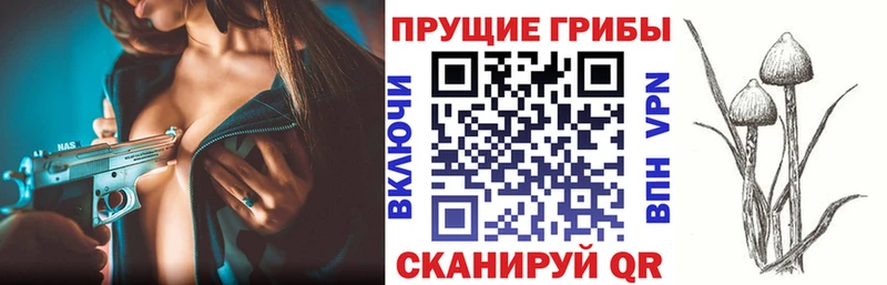 Купить где  Зея  Псилоцибиновые грибы мицелий 